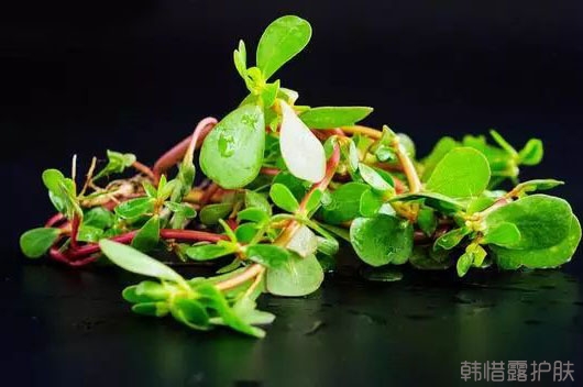 祛痘好菜，馬齒莧